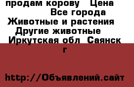 продам корову › Цена ­ 70 000 - Все города Животные и растения » Другие животные   . Иркутская обл.,Саянск г.